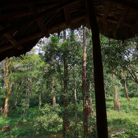 Tall Trees - Modern Forest Villa In Wayanad Sultan Bathery Eksteriør bilde